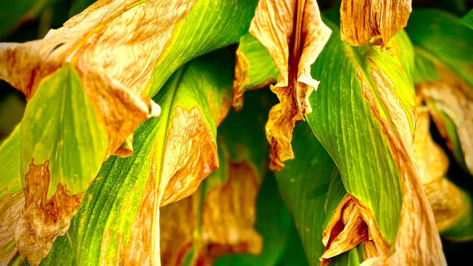 A shot of yellowed and browned leaves in a well lti area