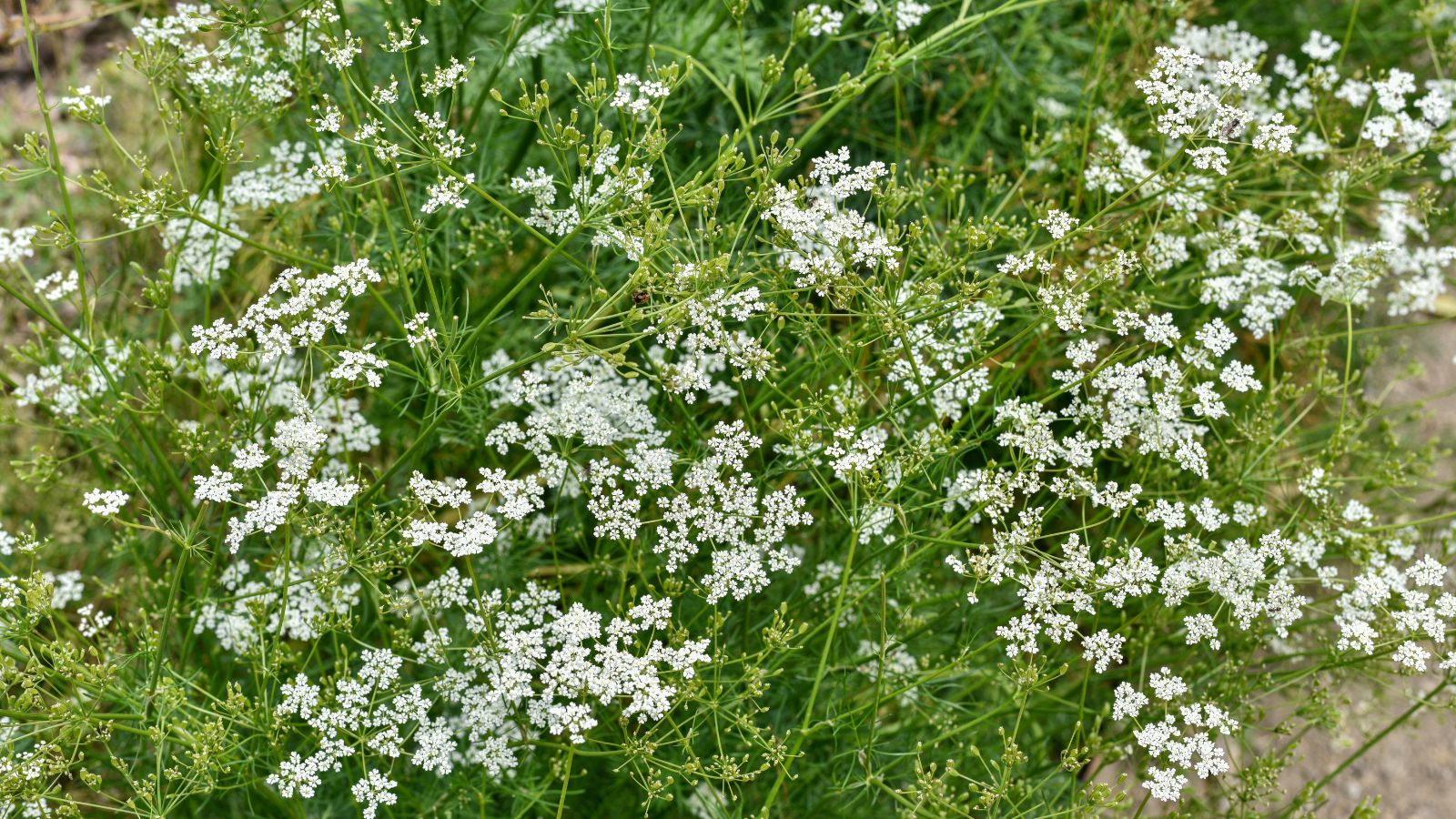 A thick Cuminum cyminum plant, appearing to have lush bright green foliage with small white flower clusters looking dainty and delicate