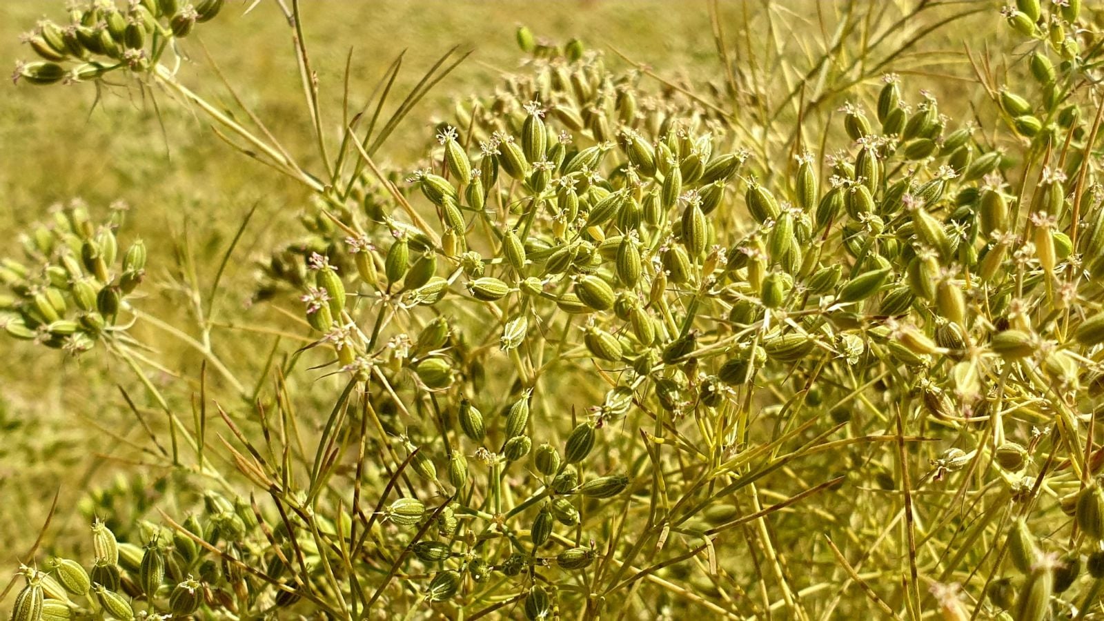 An area with countless Cuminum cyminum seed pods meant to growing Cumin, appearing to have a yellowish green color under the warm sunlight