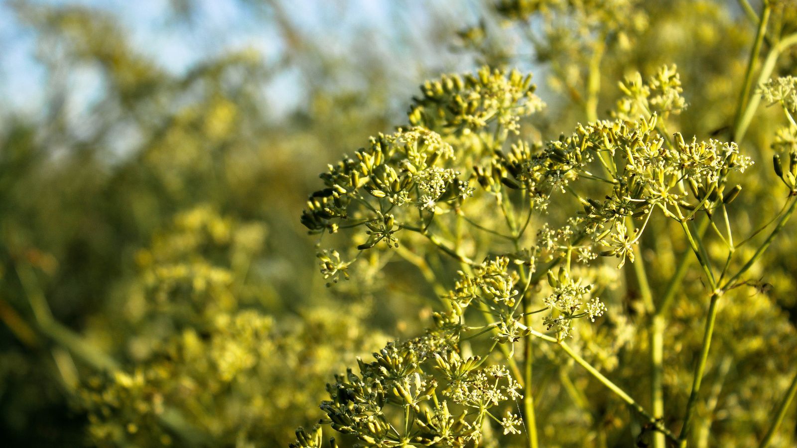 An area covered in Cuminum cyminum appearing to have golden colored foliage placed under bright warm sunlight