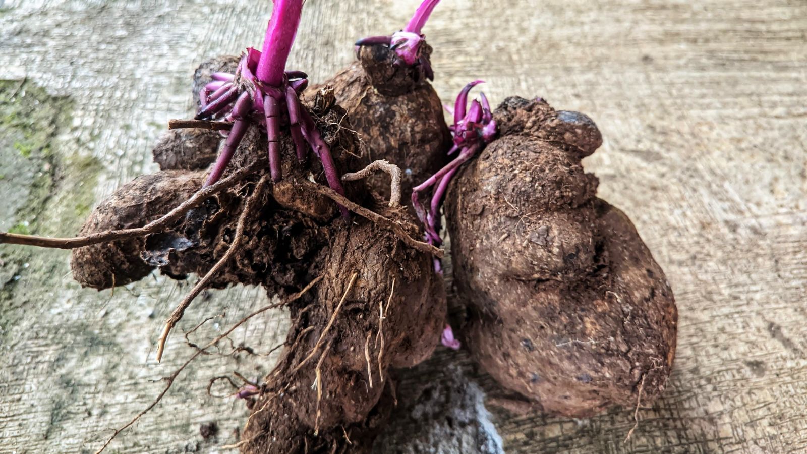 An overhead and close-up shot of a freshly harvested tuber of a purple yam, all placed on a wooden surface in a well lit area