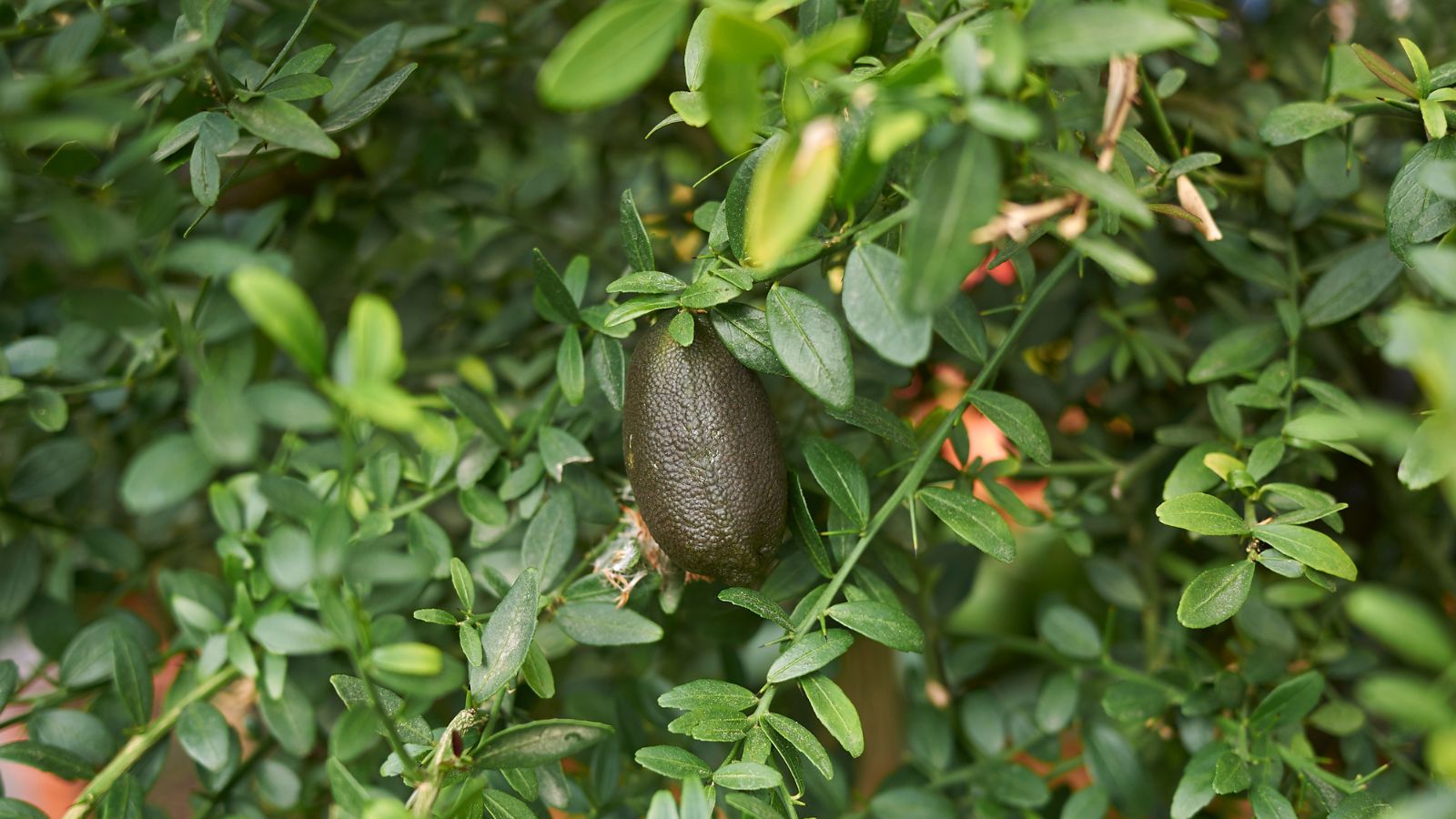 A slender and long Australian Finger Lime appearing to have dark green skin surrounded by vivid green leaves