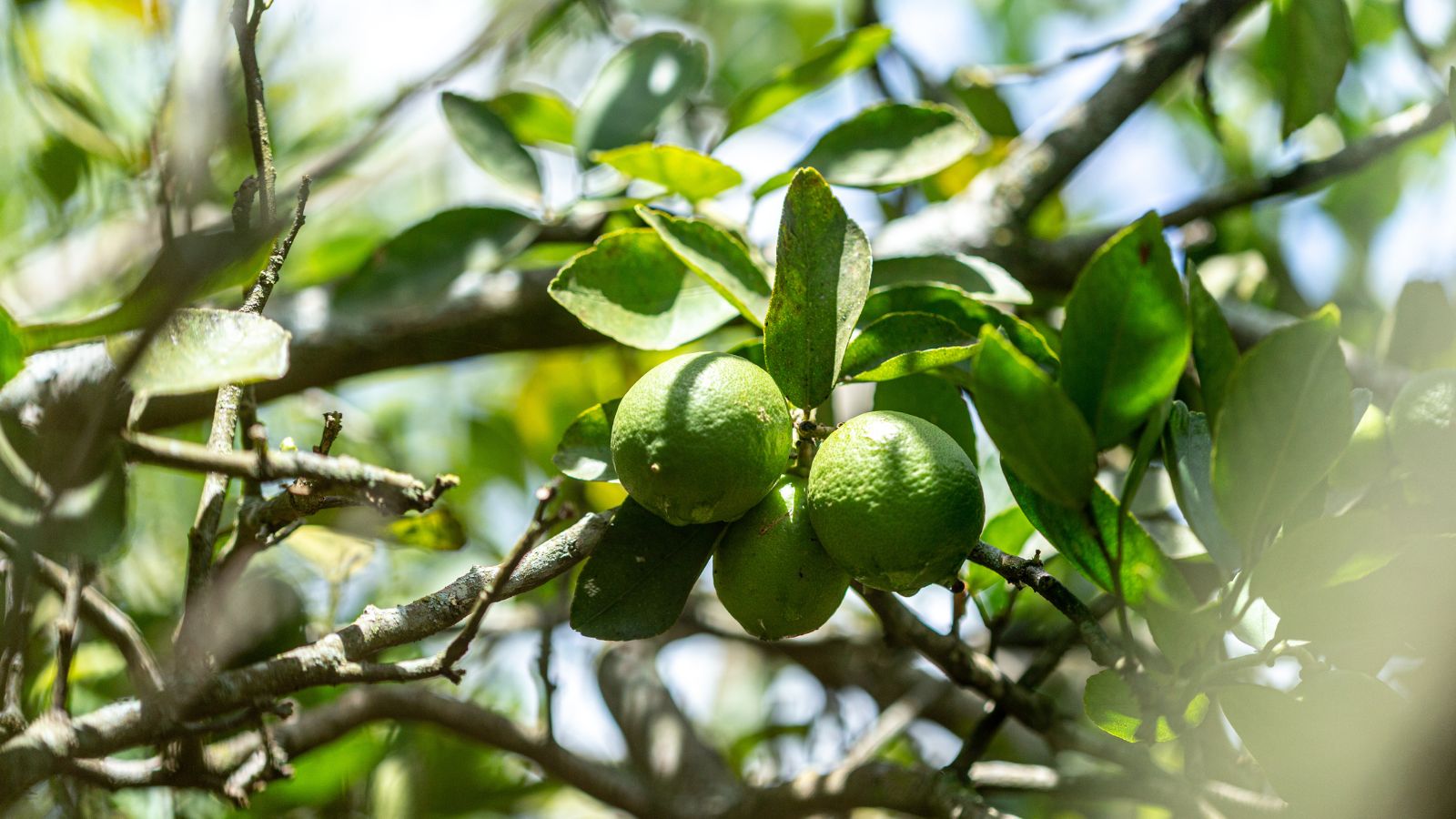 A midshot of round and green Bearss Limes appearing attached brown woody stems with lobed green leaves