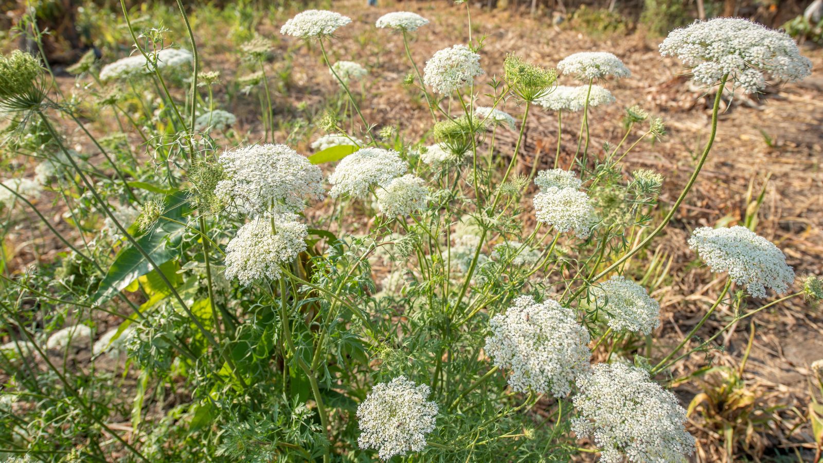 Flowering Cuminum cyminum plant, appearing to have lovely green foliage and clusters of pure white blooms with brown debris in the background