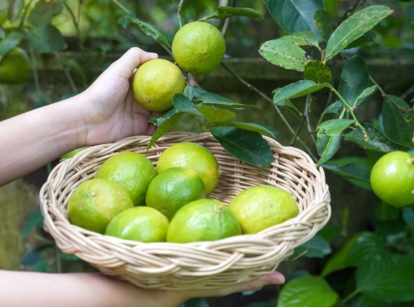 A person holding a basket near a Lime tree appearing to harvest the fruits from the lovely plant with vibrant green foliage