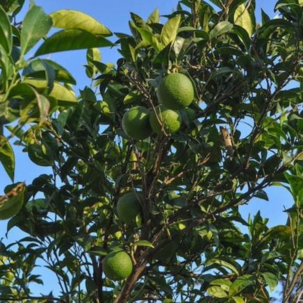 Persian 'Bearss' Lime Tree