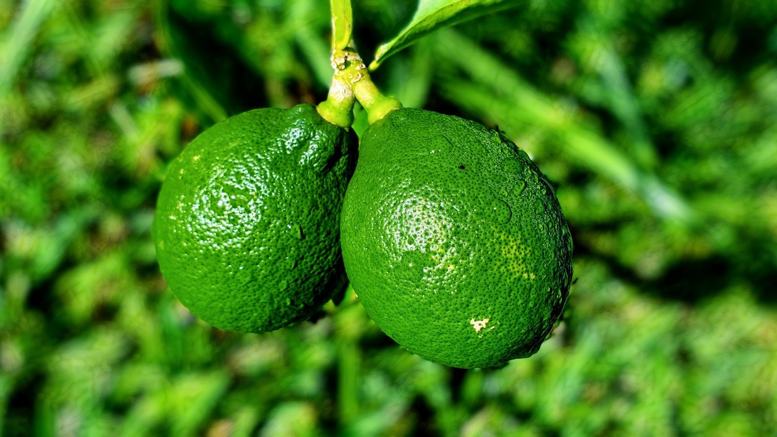 A close up shot of two Persian Limes appearing to have rounded forms and textured vivid green skin surrounded by green foliage