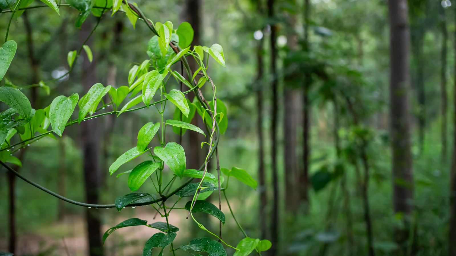 A close-up shot of a small composition of developing yam plants growing outdoors in a forested area