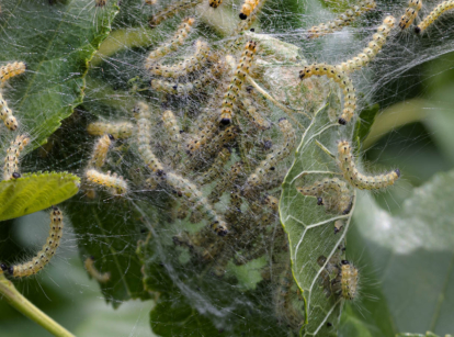 Codling moth on apple leaves.
