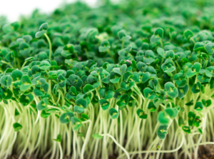 Freshly grown chia microgreens ready for harvesting.