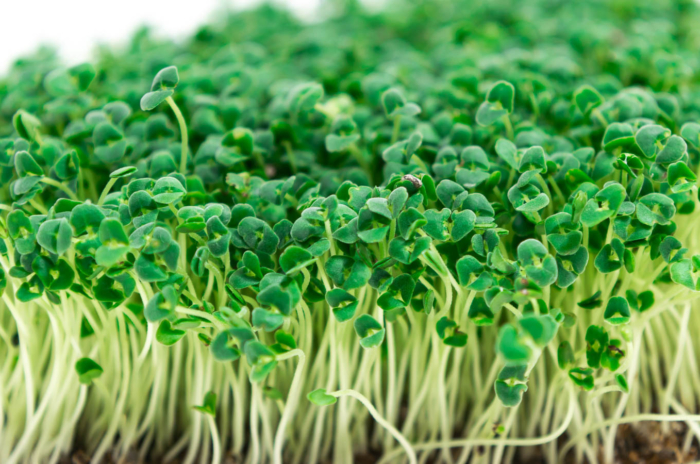 Freshly grown chia microgreens ready for harvesting.