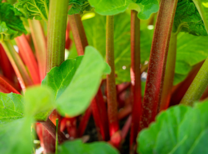 Close up of rhubarb stalks