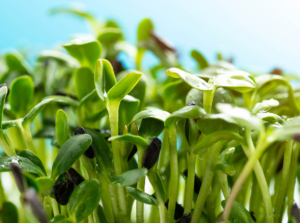 Close up sunflower microgreens.