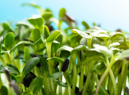 Close up sunflower microgreens.