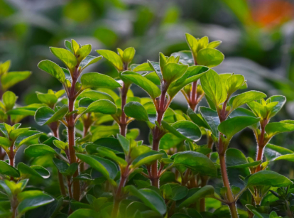Young marjoram plants in the garden