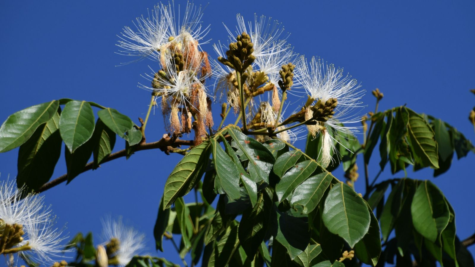 A base-angle shot of leaves and flowers of a fruit tree