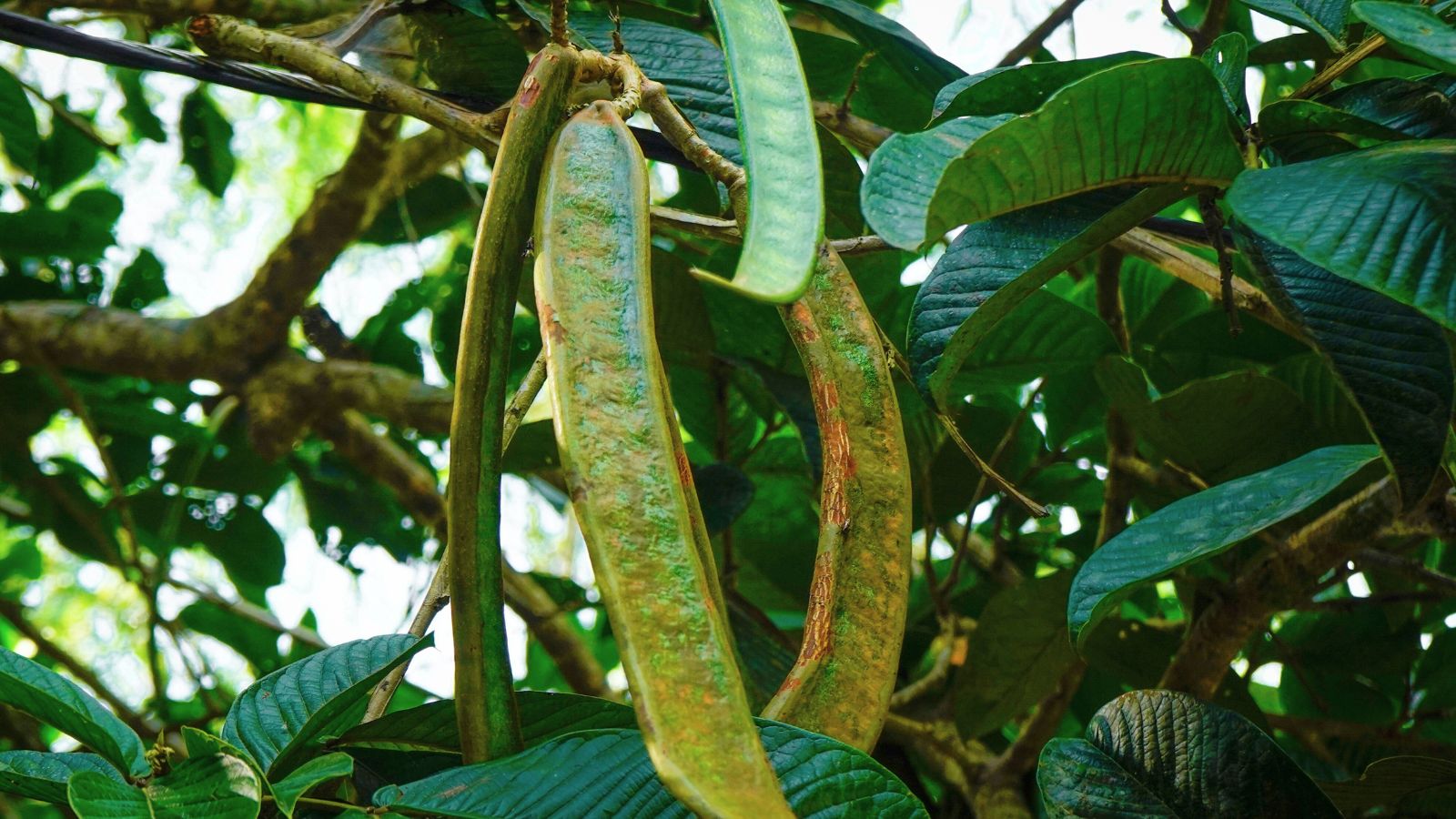 A close-up shot of cylindrical pods growing alongside leaves of a fruit tree