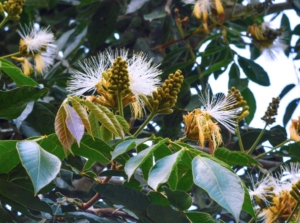 A close--up shot of fruits, flowers, and leaves of the ice cream bean tree