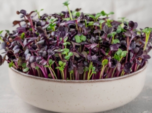 A container with growing radish microgreens, appearing to have purple and bright green leaves and stems
