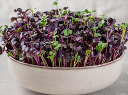 A container with growing radish microgreens, appearing to have purple and bright green leaves and stems