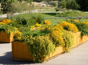 A shot of a composition of solid large containers, fileld with plants and flowers, showcasing raised bed on concrete