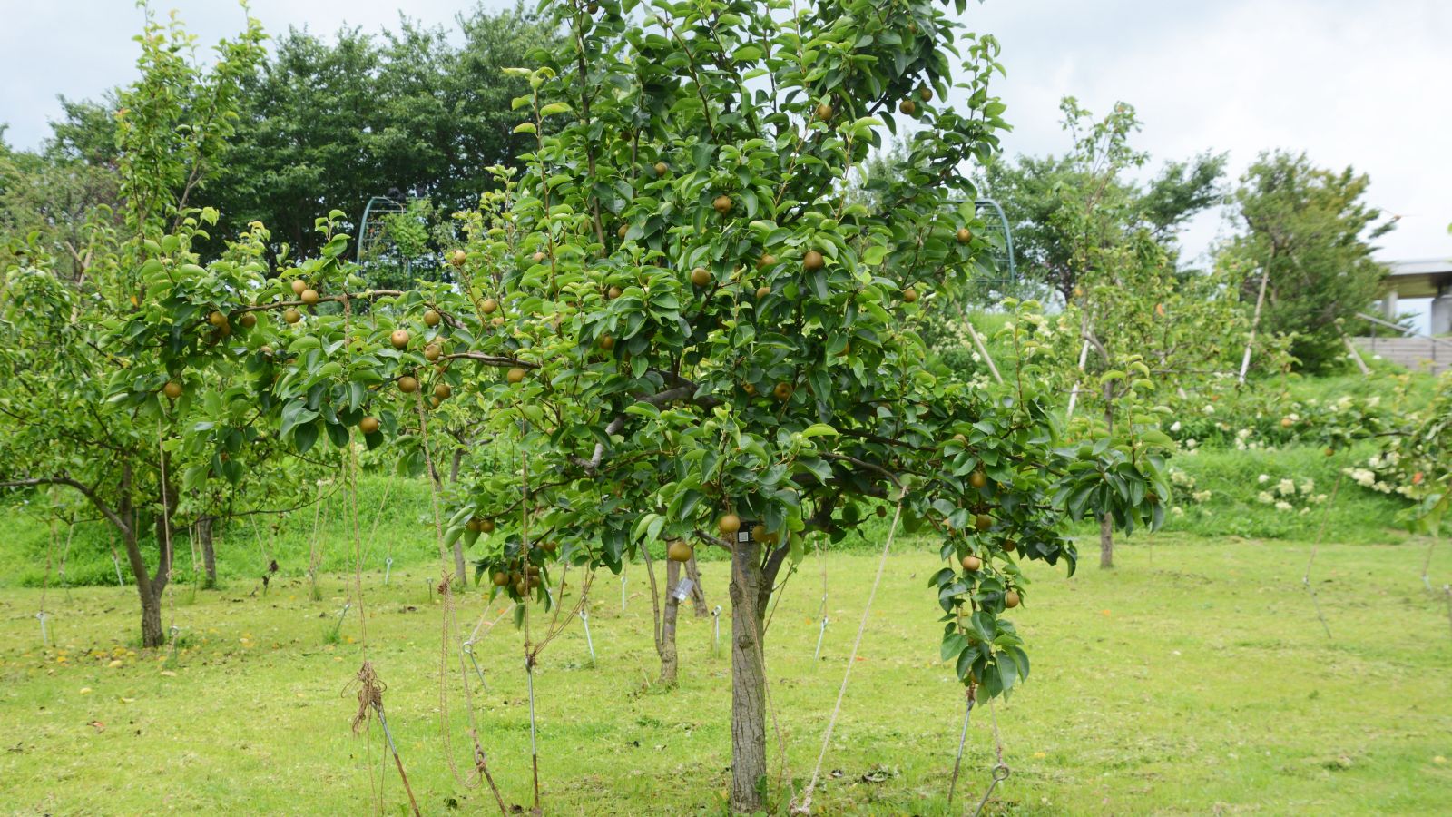 A shot of a developing fruit bearing large plant in a well lit area