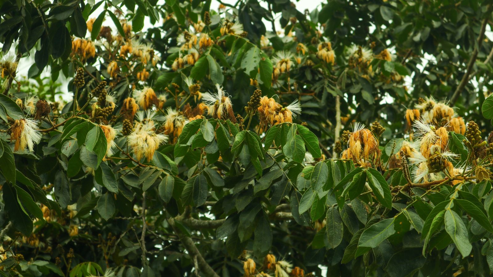 A shot of a flowering fruit bearing tree placed in a well lit area outdoors
