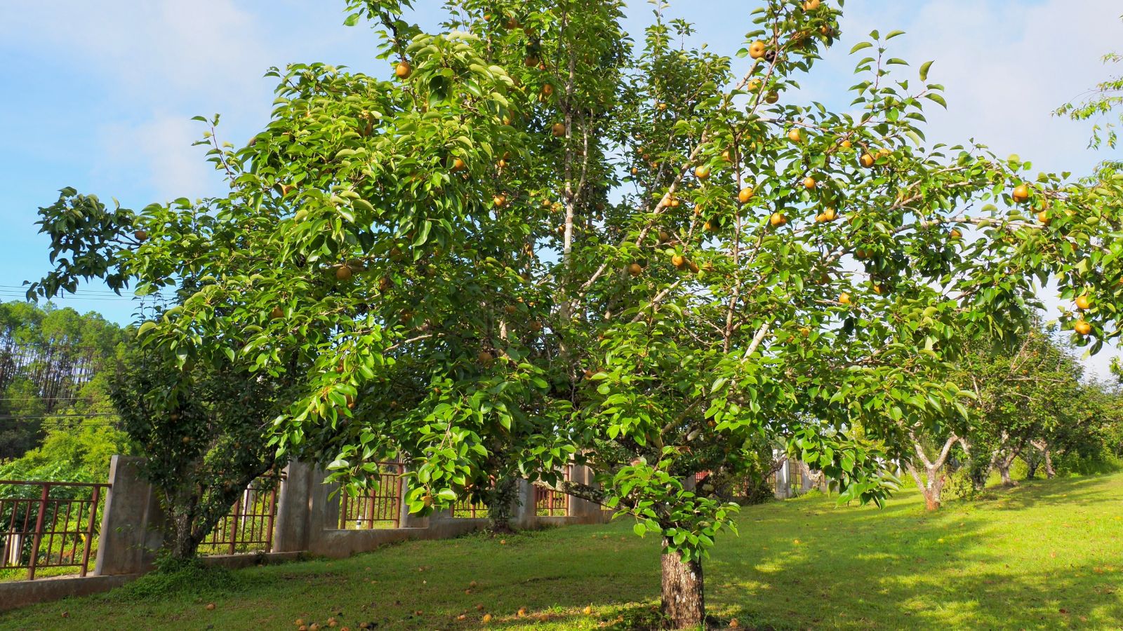 A shot of a large fruit bearing plant in a well lit area outdoors