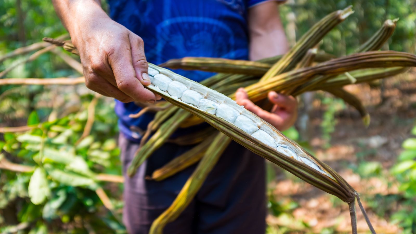 A shot of a person holding freshly harvested pods of a fruit tree