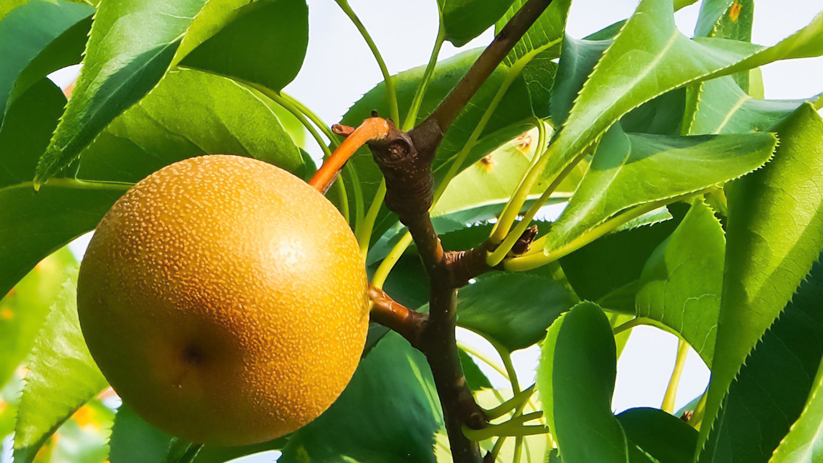 A shot of a ripe fruit of a large plant alongside its leaves, all attached to a branch and is basking in bright sunlight outdoors