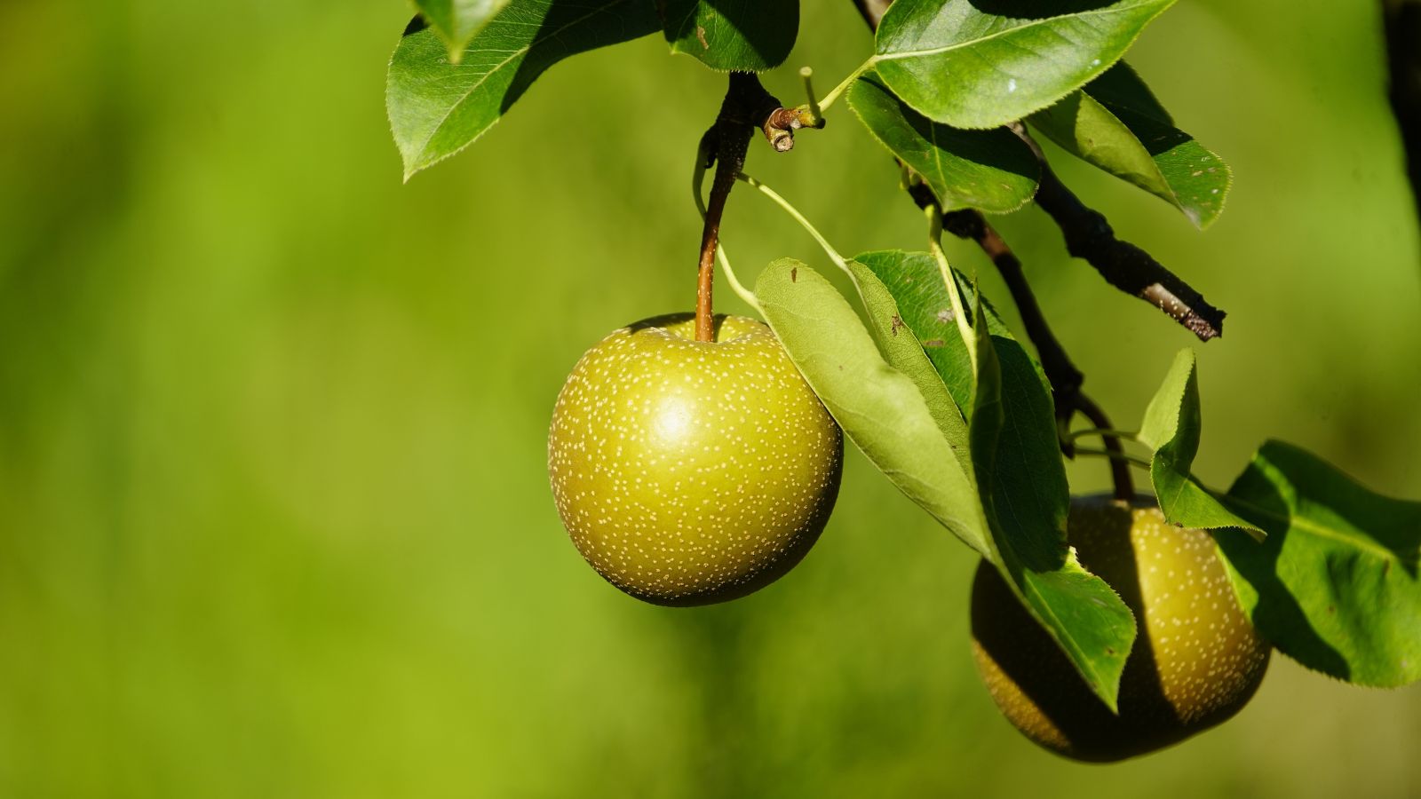 A shot of developing fruits and leaves of a large plant in a well lit area
