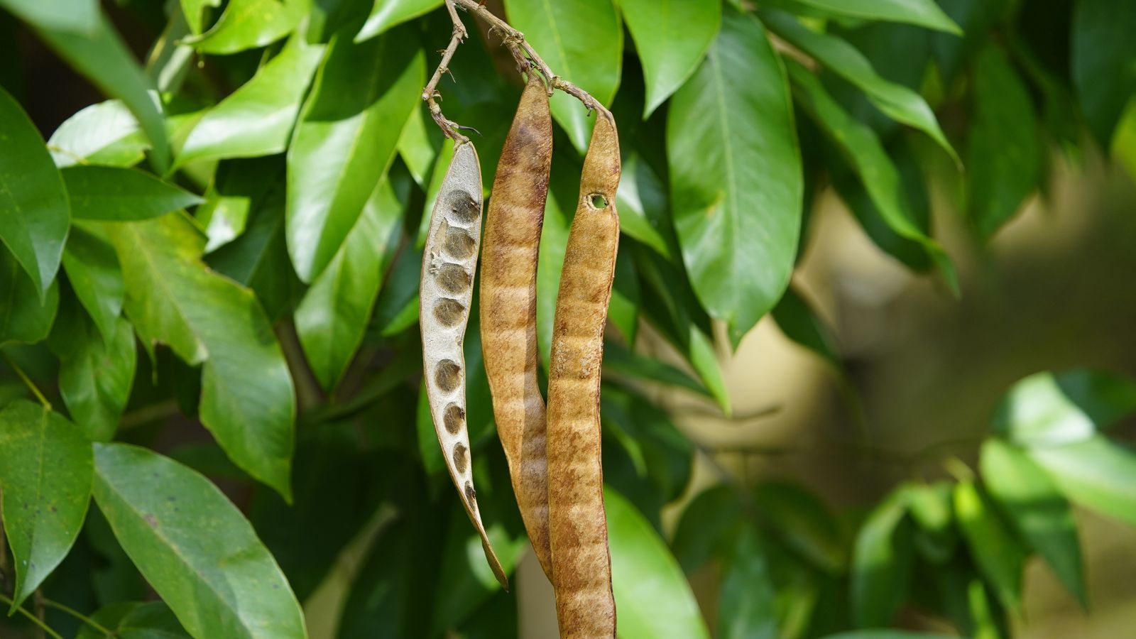 A shot of dried seed pods of a fruit tree