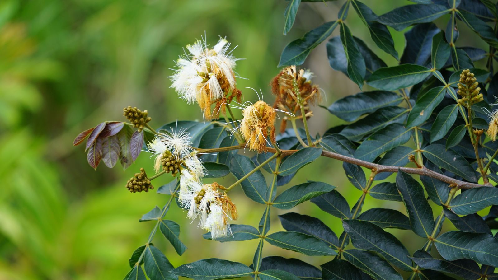 A shot of leaves and flowers of a fruit tree n a well lit area outdoors