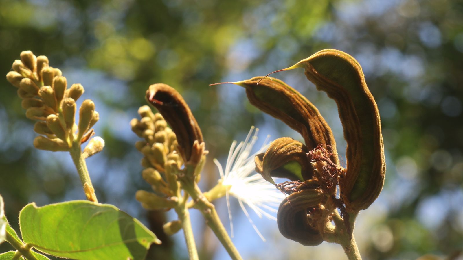 A shot of pods and flowers of a fruit tree basking in bright sunlight outdoors