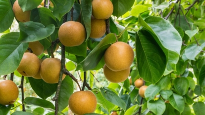 A shot of ripe yellow fruits of a large plant