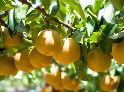 A shot of ripe yellow fruits alongside leaves of an Asian pear tree