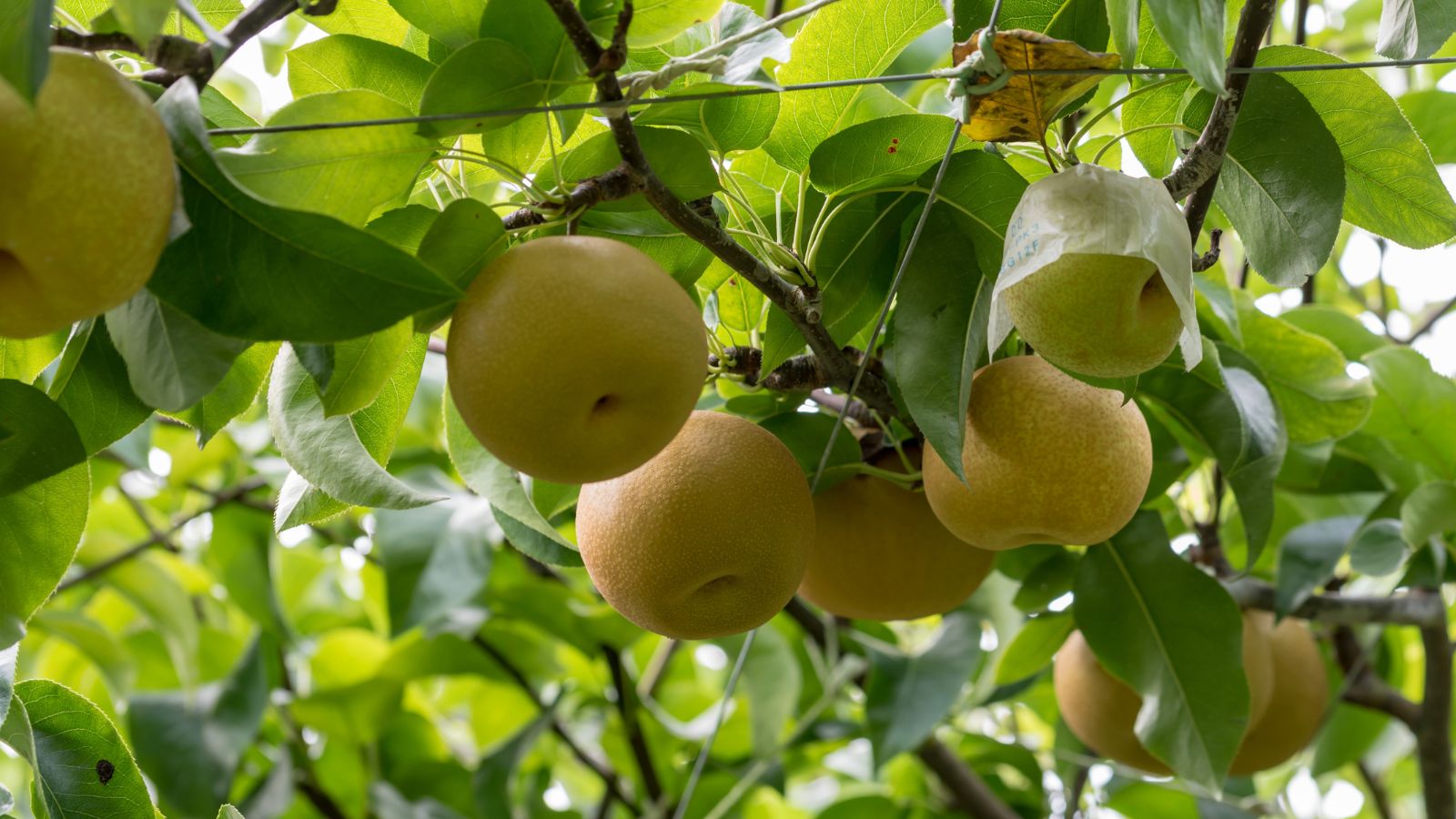 A shot of ripe yellow fruits of a plant all situated in a well lit area