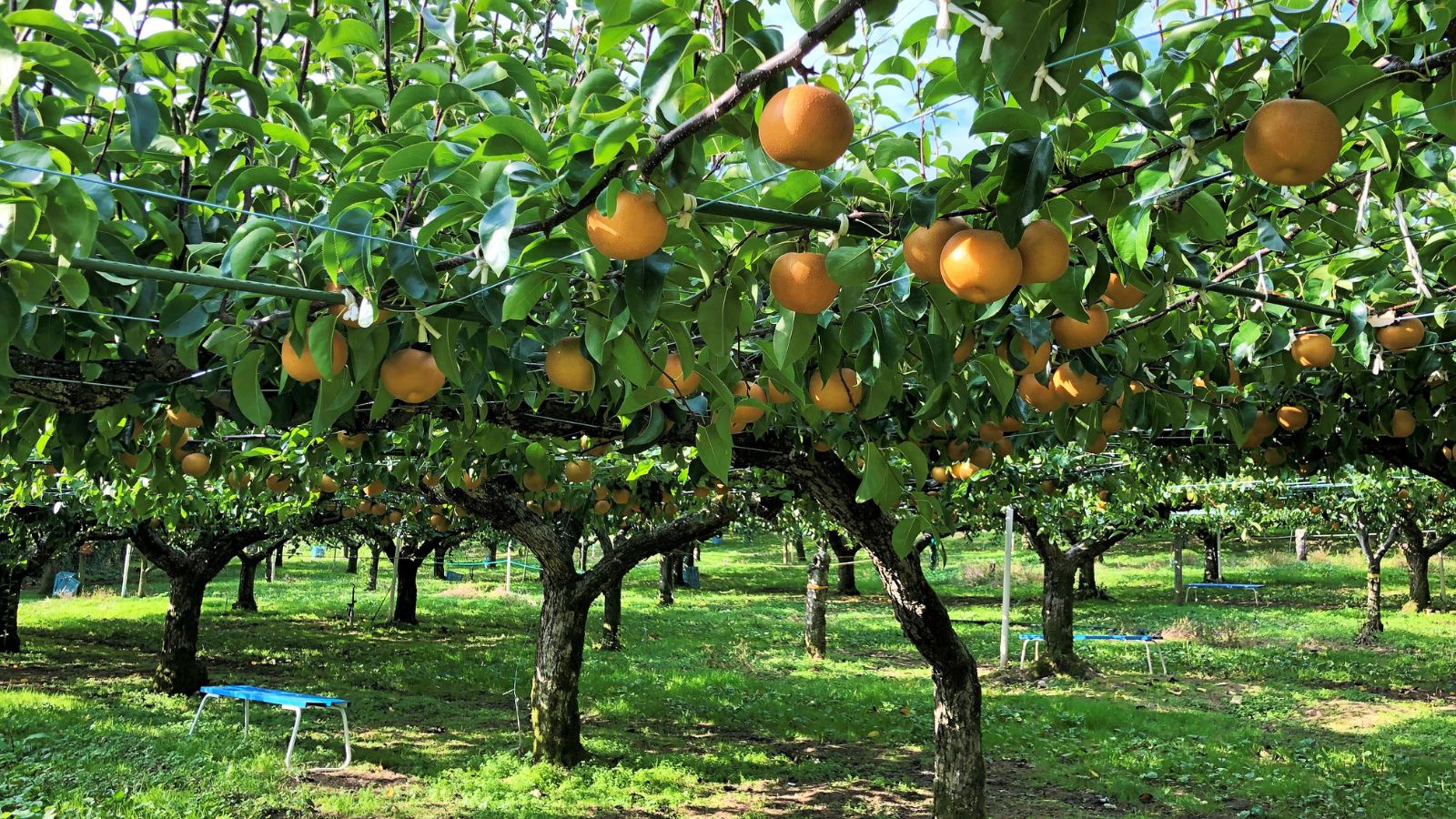 A shot of several developing fruit bearing large plants in a well lit area