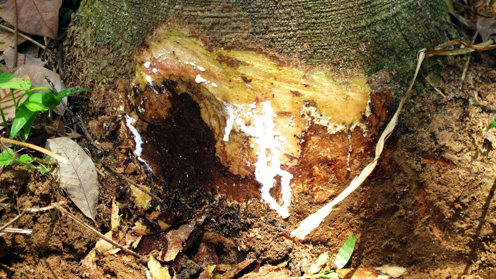 A hot of a trunk of a tree that is affected with Basal rot