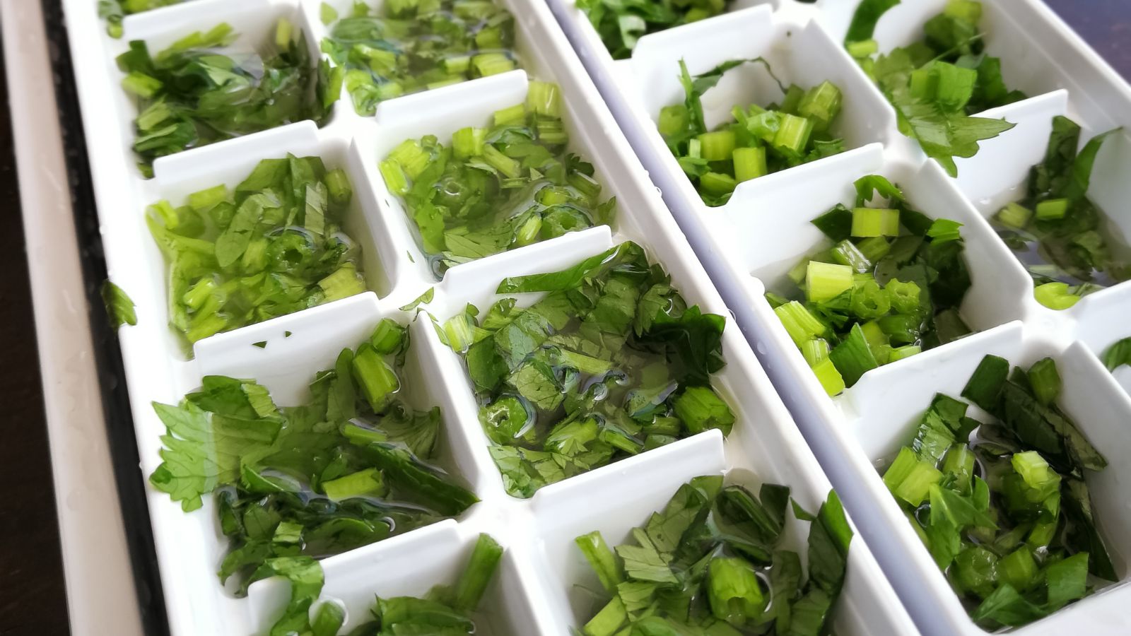 Coriandrum sativum chopped and placed in ice cube trays, appearing to have a vivid green color mixed with some clear fluid