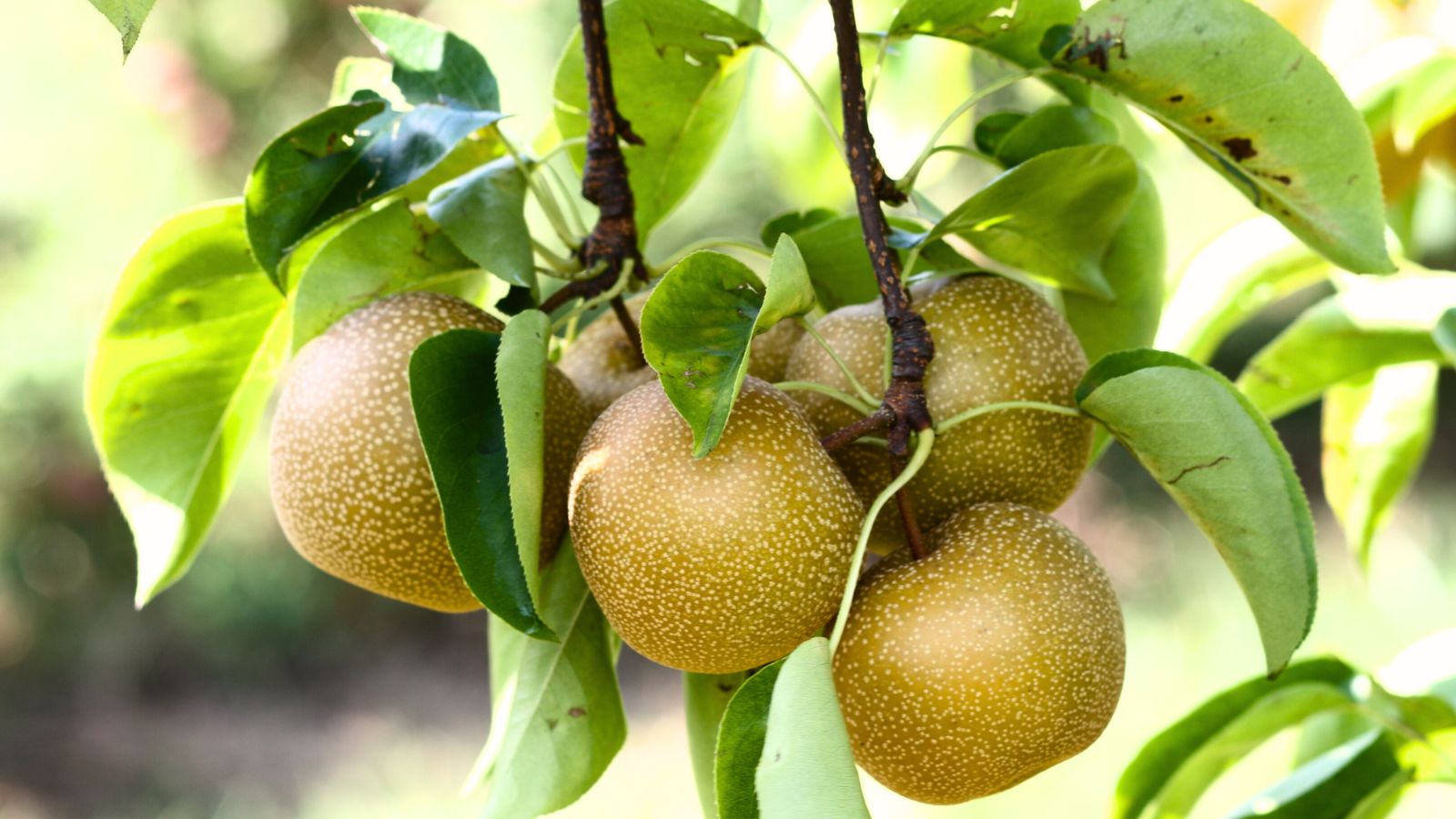 A close-up shot of fruits of a variety of large plant called Hosui