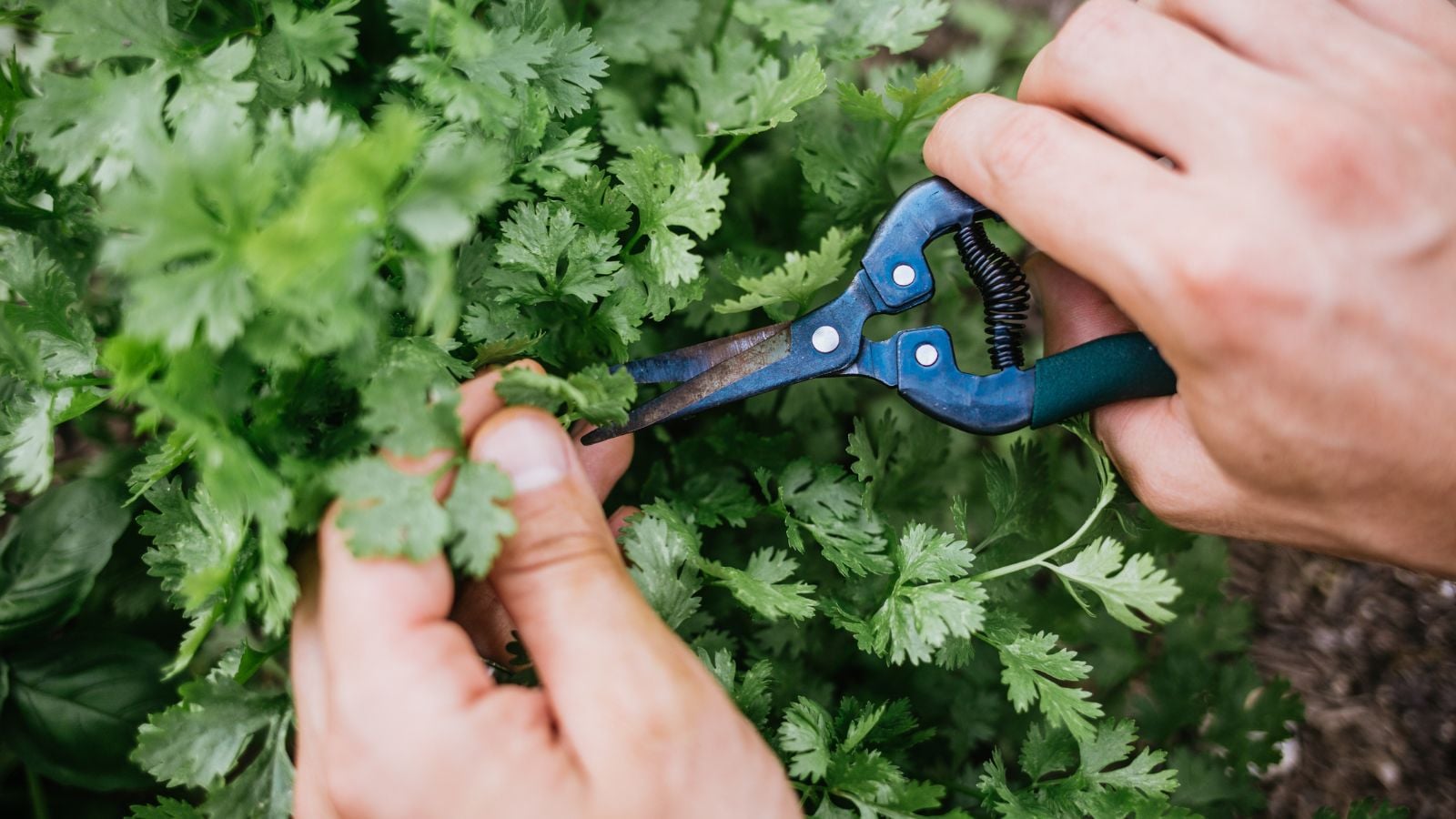 A person using hand and pruners to show How to harvest cilantro, appearing to trim the feathery leaves that look bright green under the light