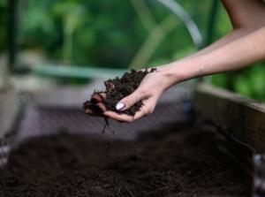 Organic raised bed soil held by a woman using their bare hand with the soil looking dark brown and damp with greens in the background, showing what is soil