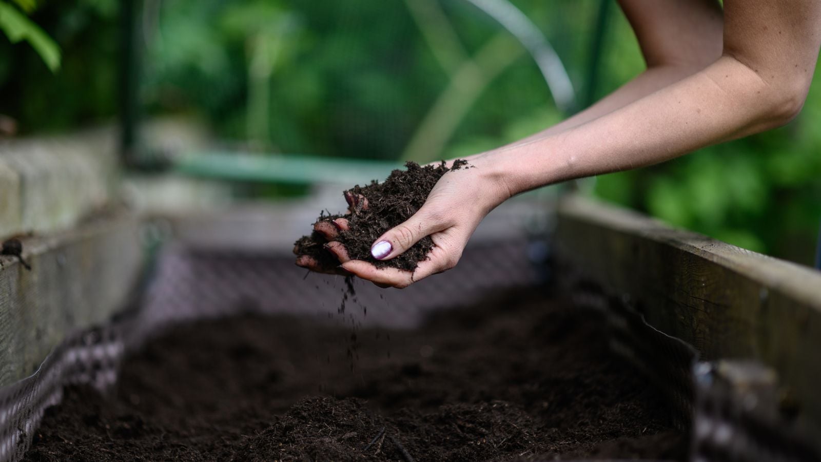 Organic raised bed soil held by a woman using their bare hand with the soil looking dark brown and damp with greens in the background, showing what is soil