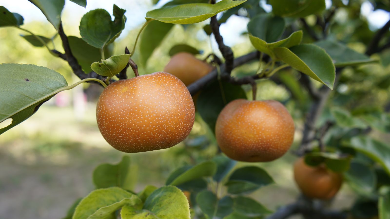 A shot of several golden-brown colored fruits of the Shinko variety of plants