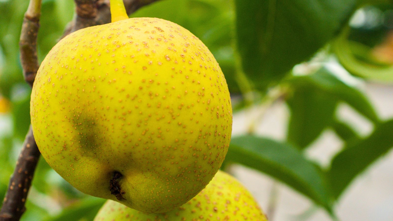 A close-up shot of bright yellow colored fruits of the Shinseiki variety of large plants.