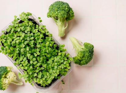 Tray of broccoli microgreens surrounded by broccoli florets on white background.