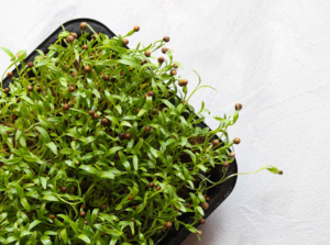 Cilantro microgreens growing in seedling tray under grow light.