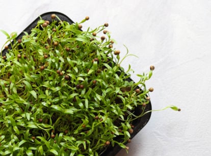 Cilantro microgreens growing in seedling tray under grow light.