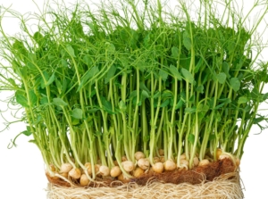 pea microgreens sprouts with vivid green color showing roots and soil, including seeds hollowed out because of growth